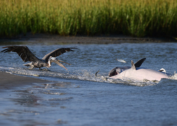 Dolphins and Pelican