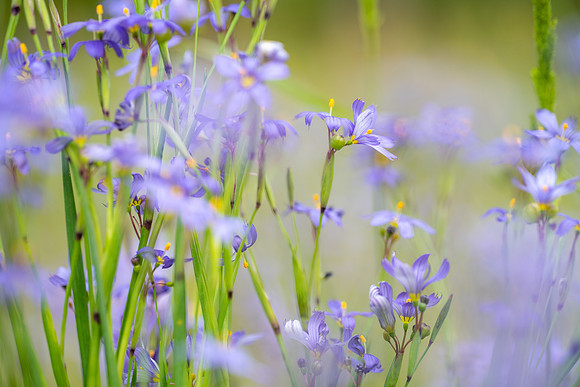 Eastern Blue-eyed Grass