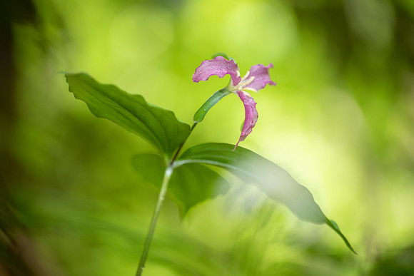 Catesby's Trillium