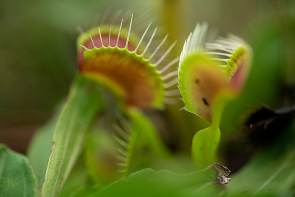 Venus Flytrap