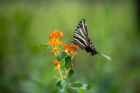 Zebra Swallowtail Butterfly