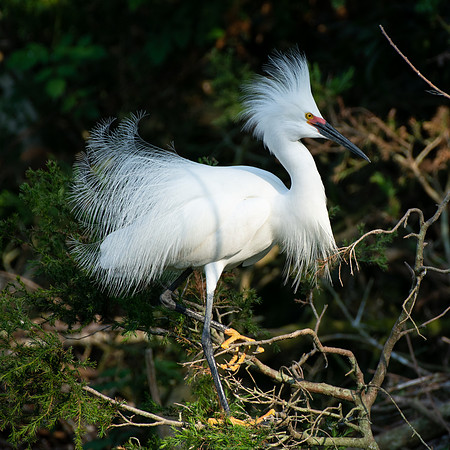 Snowy Egret