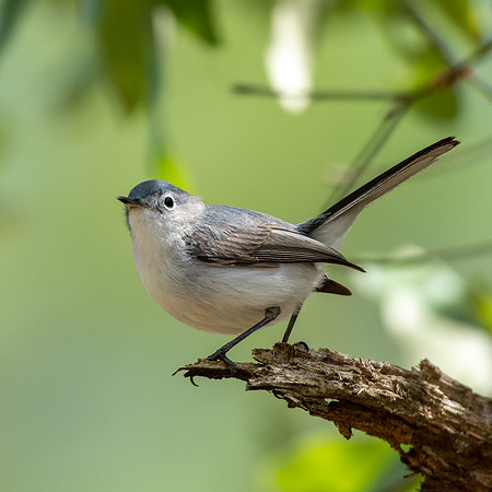 Blue-gray Gnatcatcher