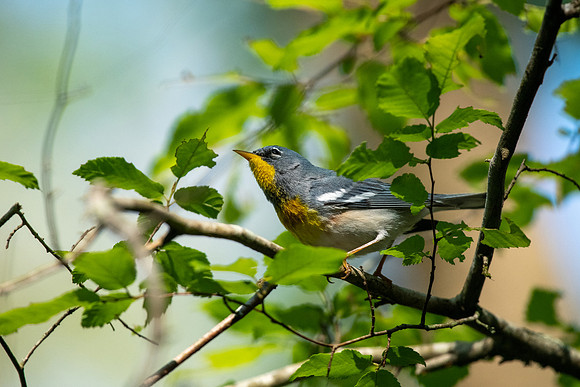Northern Parula
