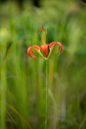 Pine Lily