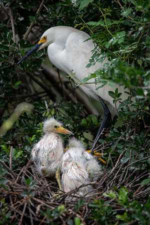 Snowy Egret and Chicks