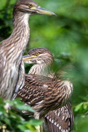 Black-crowned Night Heron Juvenile