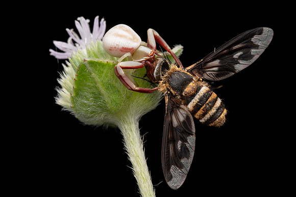 White-banded Crab Spider