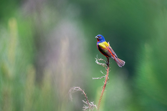 Painted Bunting