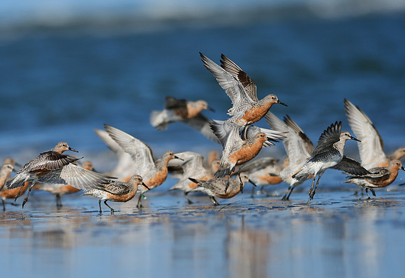 Red Knots