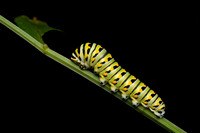 Black Swallowtail Caterpillar