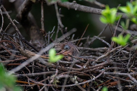 Tricolored Heron Chick