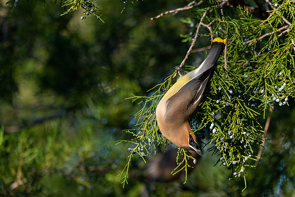 Cedar Waxwing
