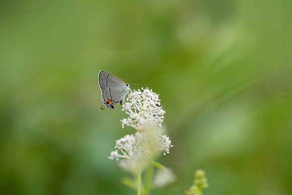 Gray Hairstreak